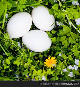 White eggs on green grass and flowers