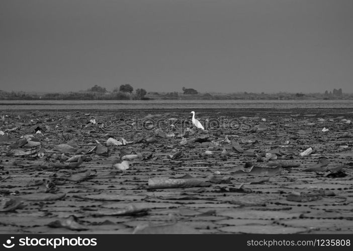 White Egret bird hunting fish by standing on water plant bush at lotus lake Nong Harn in Udonthani - Thailand