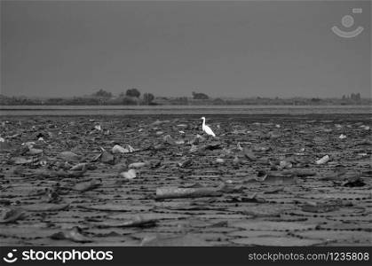 White Egret bird hunting fish by standing on water plant bush at lotus lake Nong Harn in Udonthani - Thailand
