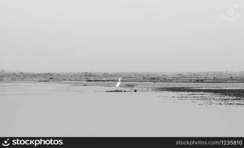 White Egret bird hunting fish by standing on water plant bush at lotus lake Nong Harn in Udonthani - Thailand