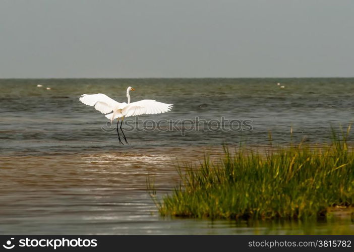 white egret flying overpamlico sound outer banks nc