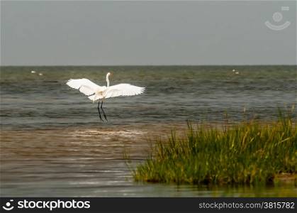 white egret flying overpamlico sound outer banks nc