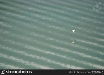 white egret flying through the wavy lake