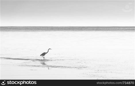 White egret in tranquil coastal waters in stunning black and white