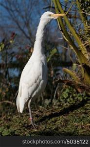 White egret standing looking