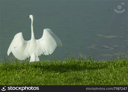 White Egret standing on the lawn.