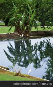 White egrets and palms are seen reflected in a pond, Wyndham Golf Course, Jamaica