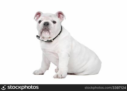 White English bulldog puppy in front of a white background