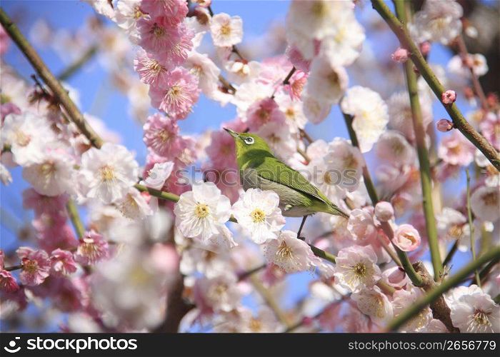 White-eye bird, Plum tree