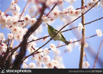 White-eye bird, Plum tree