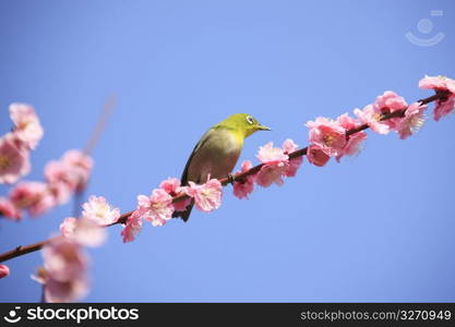 White-eye bird, Plum tree