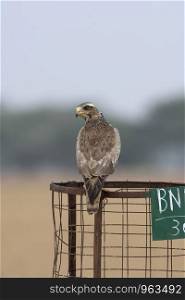 White eyed buzzard, Butastur teesa, Blackbuck National Park, Velavadar, Gujarat, India