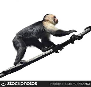 White Faced Capuchin Monkey On White Background