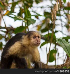 White faced capuchin monkeys forest in Costa Rica, Central America