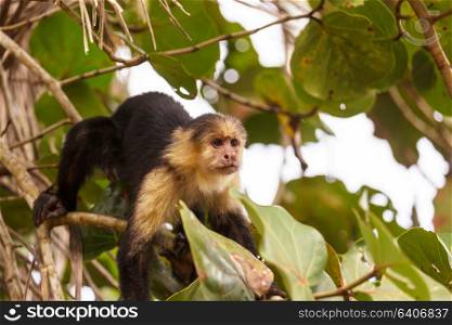 White faced capuchin monkeys forest in Costa Rica, Central America