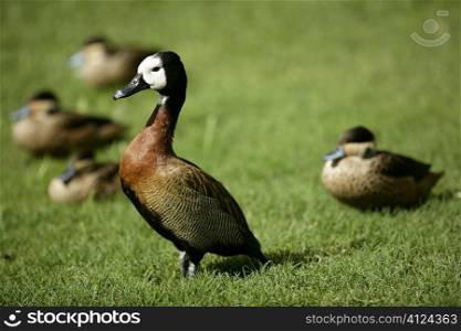 White faced Whistling duck from Madagascar with white neck feathers over the grass