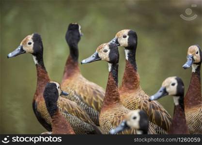 White faced Whistling-Duck group close-up in Kruger National park, South Africa ; Specie Dendrocygna viduata family of Anatidae. White faced Whistling-Duck in Kruger National park, South Africa