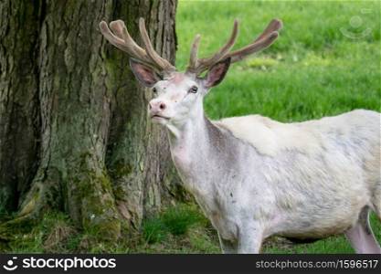 White fallow deer in nature. Rare albino fallow deer (Dama dama), endangered animal.