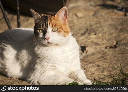 White female cat closeup on sunny day