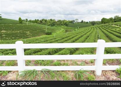 White fence that separates the edge of farmland Plantation of mountain tea.