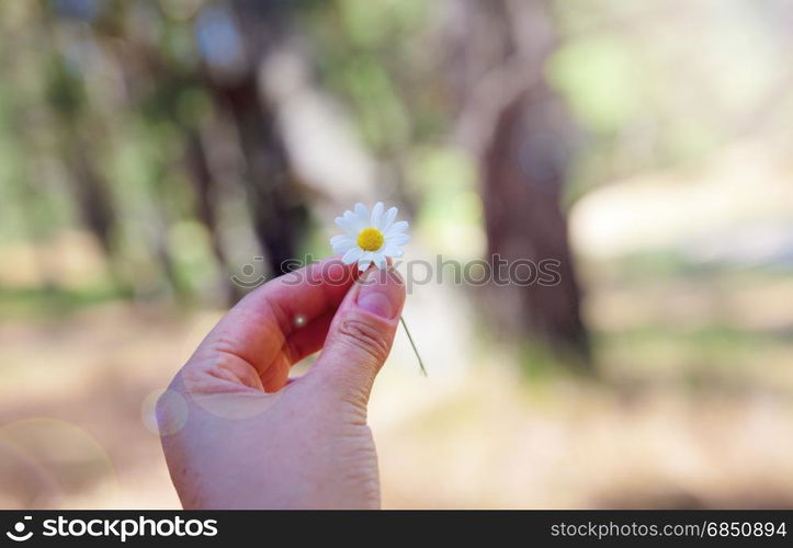 White field daisy in hand, vintage toning