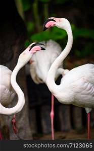 white flamingo family living in nature