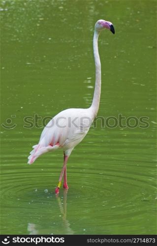 white flamingo in the water