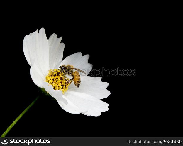 White flower and bee in the black background