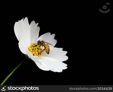 White flower and bee in the black background