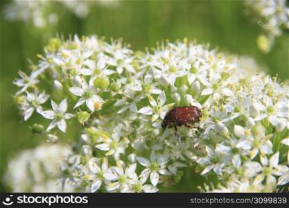 White flower and Bug