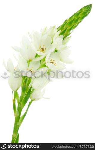 white flower bloom isolated on white background