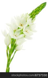 white flower bloom isolated on white background