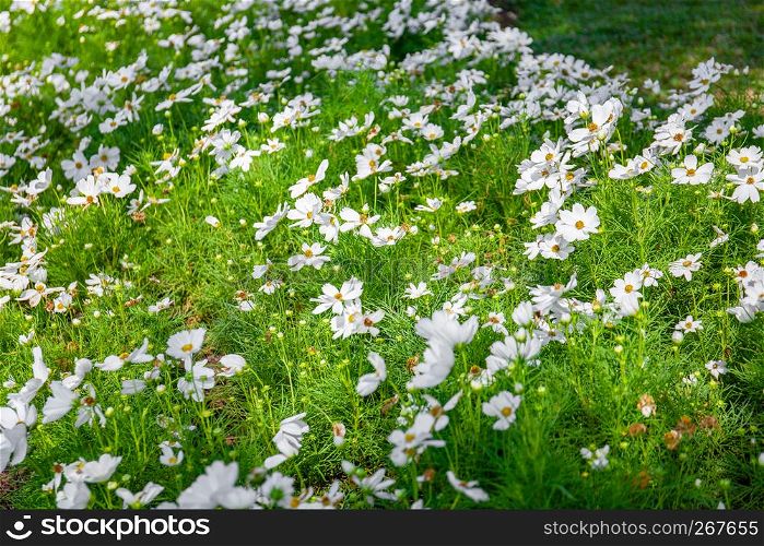 White flower bush with green leaves with sunlight, Beauty in nature.