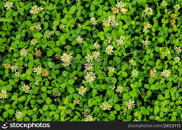 White flower clover. Background of blooming clover flowers on a green field. Wild flowering clover grows in the ground.