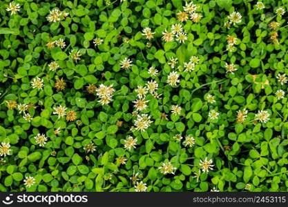 White flower clover. Background of blooming clover flowers on a green field. Wild flowering clover grows in the ground.