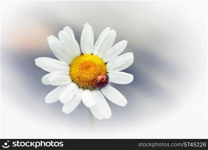 White flower daisy- camomile with red ladybug isolated on white