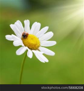 White flower daisy- camomile with red ladybug on green background