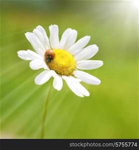 White flower daisy- camomile with red ladybug on green background