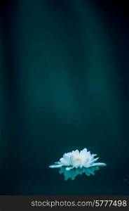 white flower drifting on water with lite beams coming down in the background.