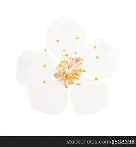 White flower from cherry tree isolated on white background. Macro studio shot. White flower isolated on white