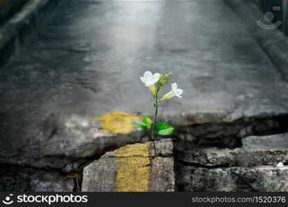white flower growing on crack street, soft focus, blank text