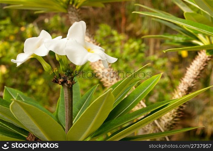 White Flower in Dense Tropical Rain Forest