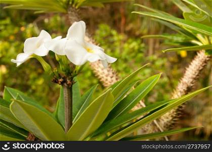 White Flower in Dense Tropical Rain Forest