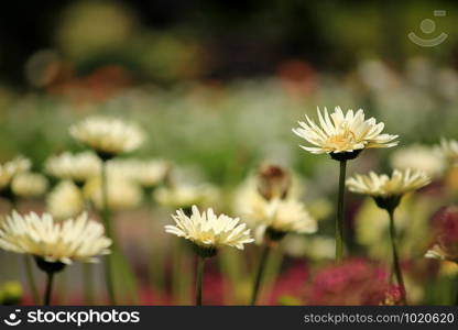 White Flower in Garden