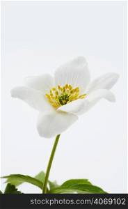 White flower in studio