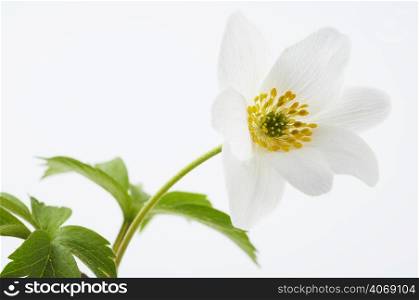 White flower in studio