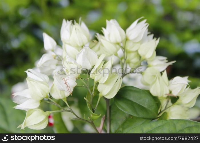 White flower isolated on green background