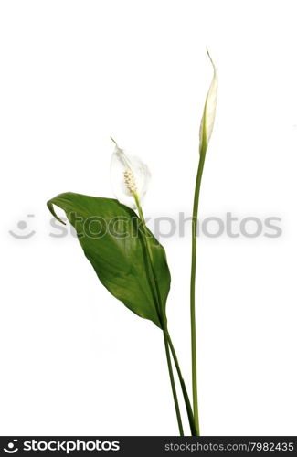 White flower isolated on white background