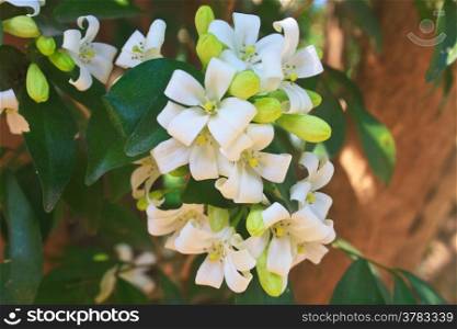 White flower Murraya paniculata or Orang Jessamin on tree