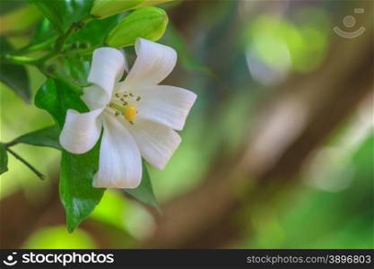 White flower Murraya paniculata or Orang Jessamin on tree